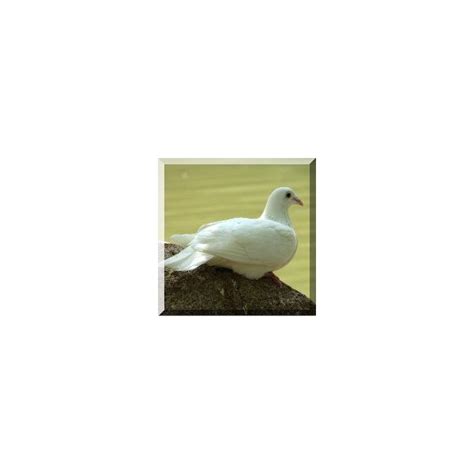 Understanding the Symbolism of Mourning Doves | Mourning dove, Dove symbolism, Doves