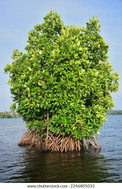 Mangrove Trees Vital Part Eco System Stock Photo 2246805035 | Shutterstock