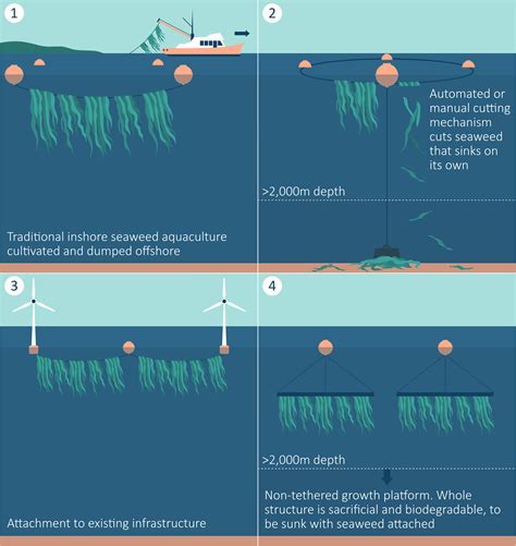 Frontiers Seaweed Afforestation At Large Scales Exclusively For