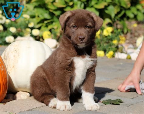 The top ten Newfoundland hybrid breeds [Expert Opinion]