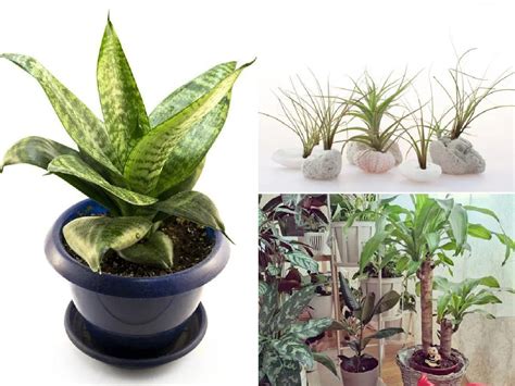 10 Plantas De Interior Que Necesitan Poca Luz EspacioHogar