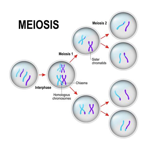 Mendels Law Of Independent Assortment Definition Explanation And Principles