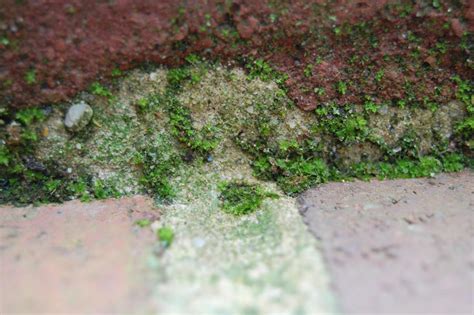 mossy bricks by onahighway on DeviantArt