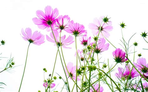 Pink Cosmos Wallpaper - WallpaperSafari