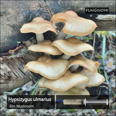 Hypsizygus Ulmarius Anything Mushroom