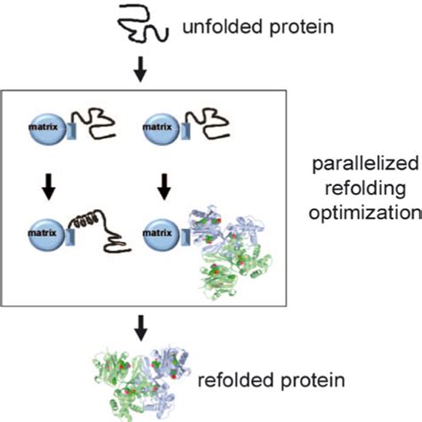 Protein Refolding