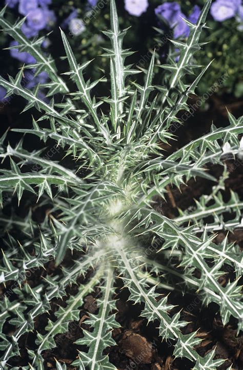 Blessed thistle plant - Stock Image - B640/0950 - Science Photo Library