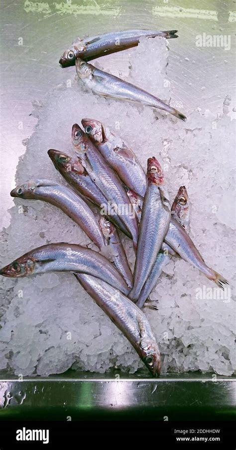 Blue whiting fish hi-res stock photography and images - Alamy