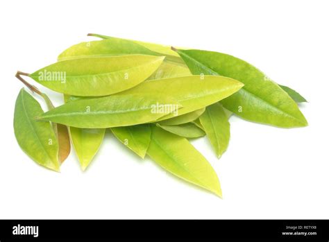 Yerba Mate Leaves Ilex Paraguariensis Mate Tea Stock Photo Alamy