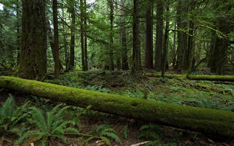 Wallpaper Sunlight Landscape Nature Branch Moss Green Spruce