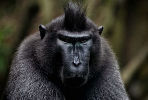 Macaco Com A Bunda Vermelha - Lista dos 10 Macacos da bunda vermelha na Terra - Cetro Concursos