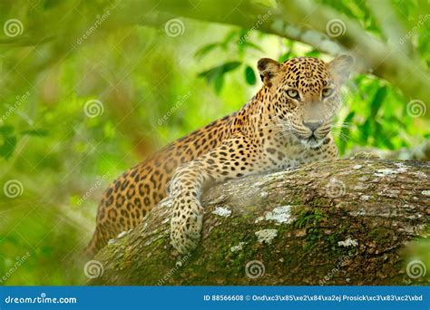 Leopard In Green Vegetation Hidden Sri Lankan Leopard Panthera Pardus