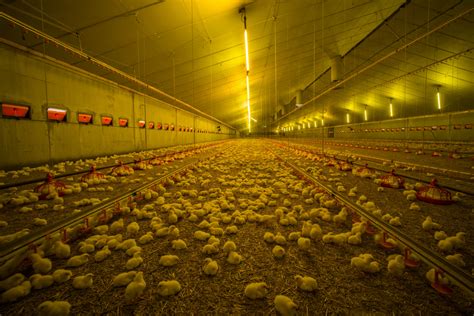 Critical Points On The Poultry Farm Daily Operations Cid Lines