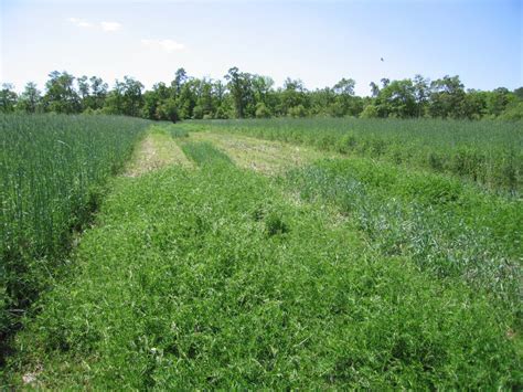 Cover Crops and Soil Health