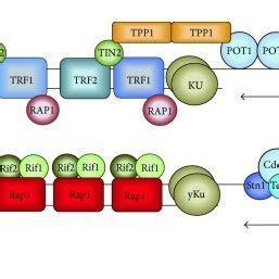 Of The ATM Signaling Network Schematic Representation Of ATM Signaling