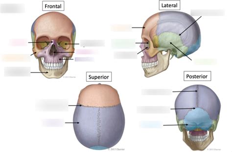 Skull bones Diagram | Quizlet