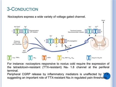 Nociceptors the sensors of the pain pathway | PPT