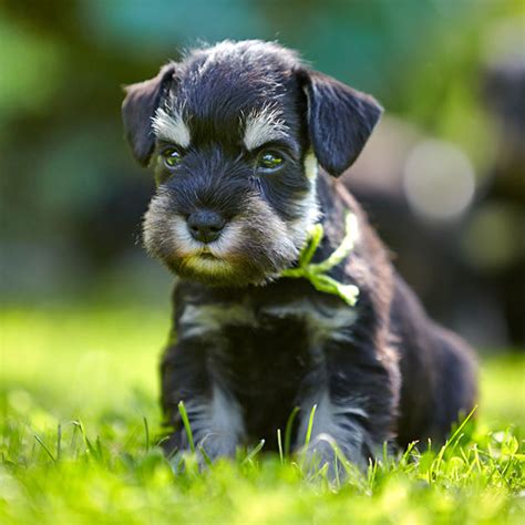 1 Miniature Schnauzer Puppies For Sale In Florida