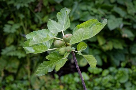 Do Fig Trees Need Cross Pollination to Produce Fruit? – Deep Green ...