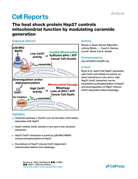 Pdf The Heat Shock Protein Hsp27 Controls Mitochondrial Function By