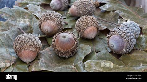 Quercus Macrocarpa Acorn