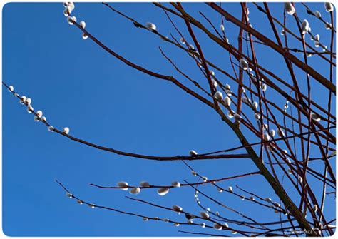 Look At The Pussy Willows Blisswood