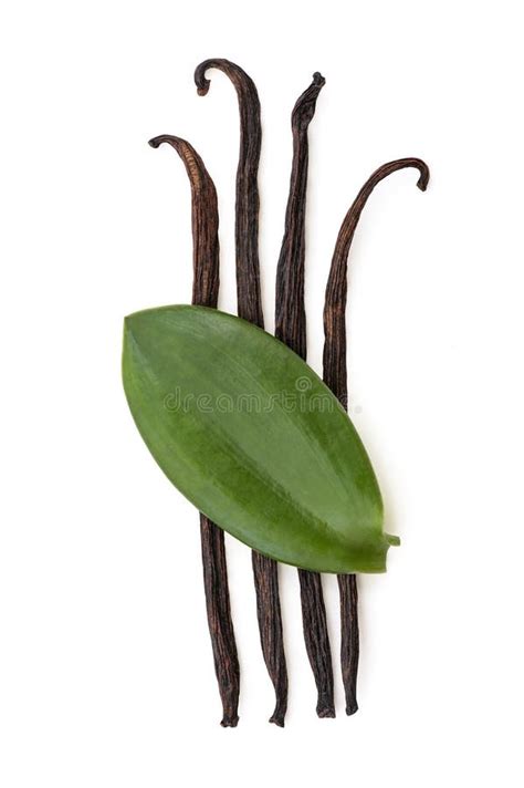 Vanilla Green Leaves And Dried Pods Isolated On White Background With