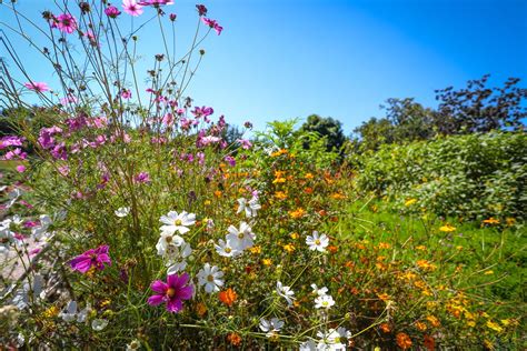 Los Angeles County Arboretum And Botanic Garden Parks And Recreation