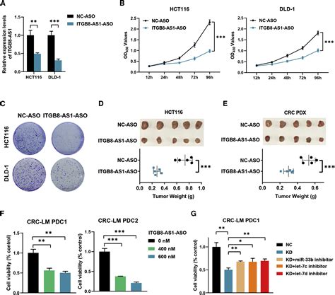 Lncrna Itgb As Functions As A Cerna To Promote Colorectal Cancer