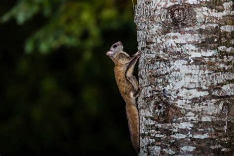 Northern Flying Squirrel - Facts, Diet, Habitat & Pictures on Animalia.bio