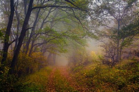 Road In Foggy Wood Evgeni Dinev Photography Woodland Scene Woodland