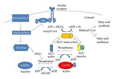 Infusion Of Angiotensin Ii Ang Ii Is Associated With An Upregulation