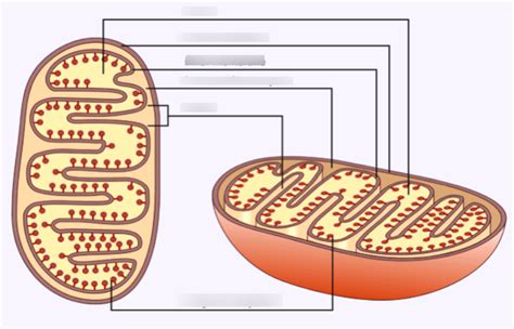 Mitochondrion Diagram | Quizlet