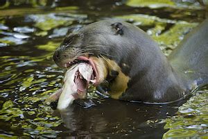 Giant Otter | Habitat, Size & Adaptations | Study.com