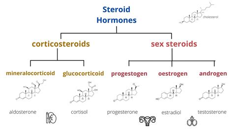 Steroid Hormones And Steroid Hormone Receptor Activity Profiles Of