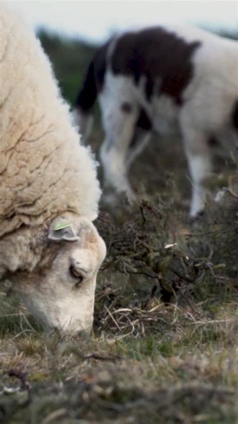 Merino Sheep Stock Video Footage for Free Download