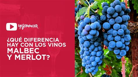 Diferença Entre Vinhos Cabernet Merlot E Malbec - ¿Cual es la diferencia entre un Merlot y un Malbec? | #YoSommelier ...