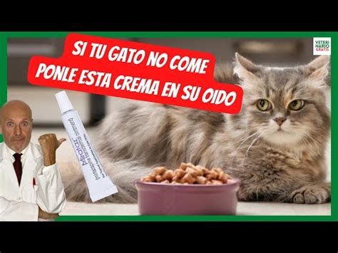 Mi Gato No Quiere Comer Y Est Deca Do Descubre Las Posibles Causas Y