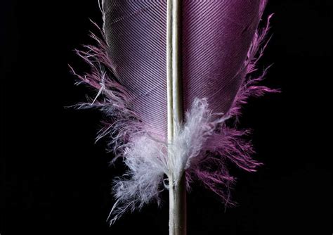 Creative Feather Macro Photography with Water Drops