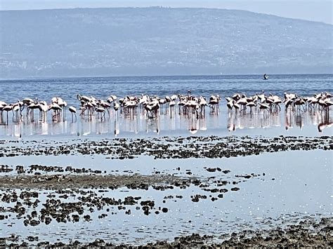 Game Drive In Lake Nakuru National Park Horace Cavallaro Flickr