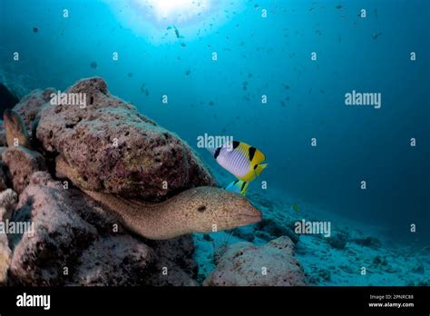 Scuba diving - Maldives Stock Photo - Alamy