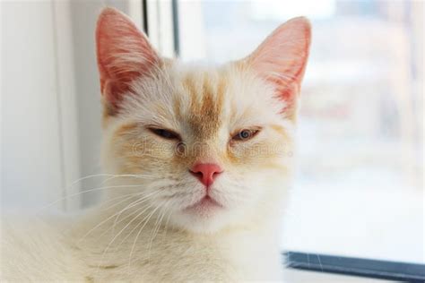 Gato Cansado Distante Enojado Sospechoso Lindo Y Hermoso Gato Blanco