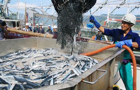 東北でサンマ初水揚げ 秋の味覚、魚市場に活気 読んで見フォト 産経フォト