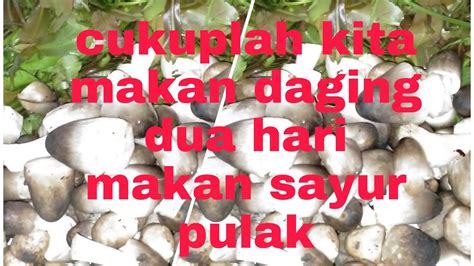 Cara Masak Cendawan Sawit Youtube