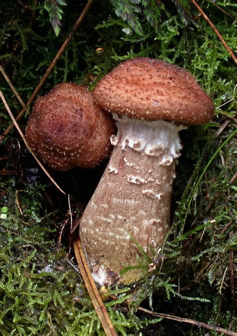 Armillaria Ostoyae The Ultimate Mushroom Guide Stuffed Mushrooms Mushroom Guide Edible