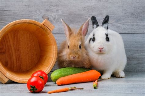 Can Rabbits Eat Carrots? - We're All About Pets