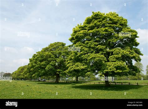 Acer platanoides Fotos und Bildmaterial in hoher Auflösung Alamy