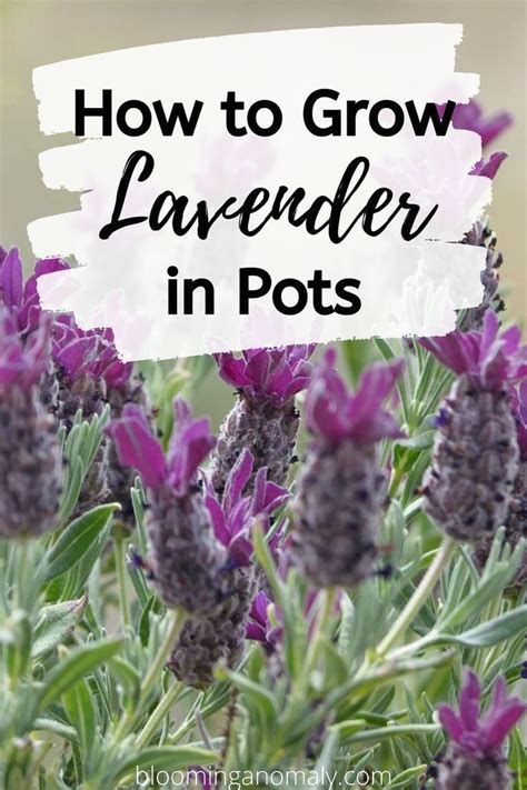 How To Grow Lavender In Pots Growing Lavender Lavender Plant