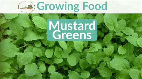 Mustard Greens: How to Grow and When to Plant in Your Backyard or Patio ...