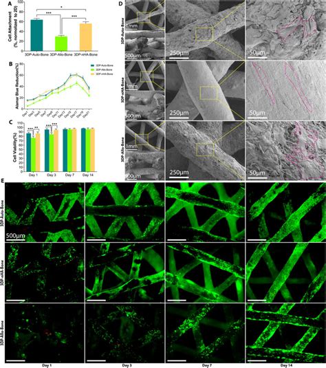 BMSCs Affinity For 3DP Bone A The Adhesion Rate Of BMSCs Incubated